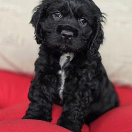 Cyril - Black and white Cocker Spaniel puppy in Crewe, Virginia from Suzanne's Cockers