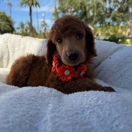 Orange collar - Red  female Poodle puppy in Riverside, California from Riverside red poodles