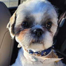 Boy 3 ROMEO - White male Shih Tzu puppy in Ellicott City, Maryland from Dr. Dmitriy Kurenbin PURE SHIH TZU Puppies