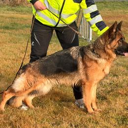 German Shepherd puppies from Aus Dem Meer German Shepherds