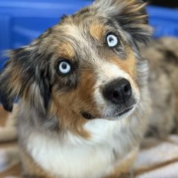 Sketch - Miniature American Shepherd