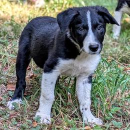 Troy - Black and white male Border Collie puppy in Strafford, Vermont from Thundering Paws Farm Working Collies