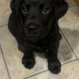 Boy #2 - Labrador Retriever puppy from Wolf Mountain Kennel