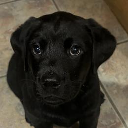 Boy #2 - Labrador Retriever puppy from Wolf Mountain Kennel