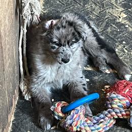 Rocky - Blue merle male Australian Shepherd puppy in Whitwell, Tennessee from Owl Hollow Farm