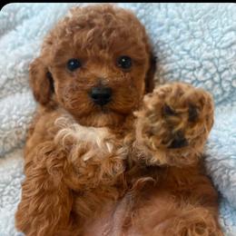 BoBo - Red male Maltipoo puppy in Springtown, Texas from Bluebonnett Maltipoos and Cavapoos
