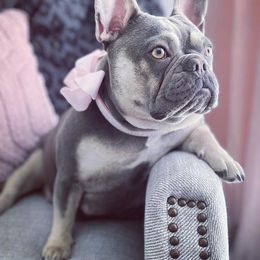 French Bulldogs from MJ Frenchies