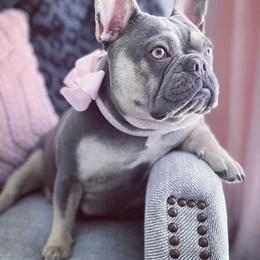 French Bulldogs from MJ Frenchies