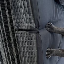 French Bulldogs from Feuerstein Frenchies