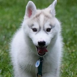 Siberian Huskies from Velox Siberians