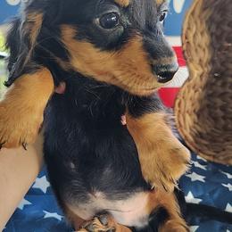 Banks - Black and tan male Dachshund puppy in Hudson, Michigan from Mittentail Kennel Miniature Dachshunds & Australian Shepherds