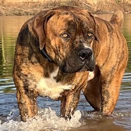 Boerboels from Rock Bar Boerboels