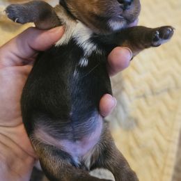 Dot Dot Dash - Black and tan female Yorkshire Terrier puppy in Greer, South Carolina from Mischief Managed Farm
