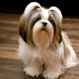 Tiana - Shih Tzu