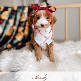 Goldendoodle Puppies from Gertie’s Goldendoodles