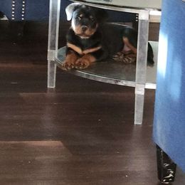 Girl 1 - Rottweiler puppy in San Antonio, Texas from Angel Rottweilers