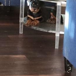Girl 1 - Rottweiler puppy in San Antonio, Texas from Angel Rottweilers