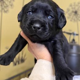 Maroon - Black female Labrador Retriever puppy in Manheim, Pennsylvania from Monarch Labradors