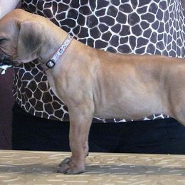 Rhodesian Ridgeback Puppies from Aziza Ridgebacks