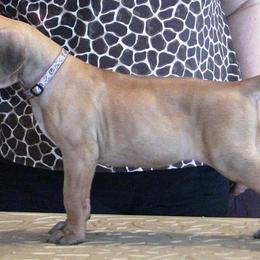 Rhodesian Ridgeback Puppies from Aziza Ridgebacks