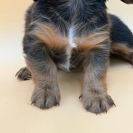 Aurora - Wild boar and cream female Dachshund puppy in Porterville, California from Desert Dynasty