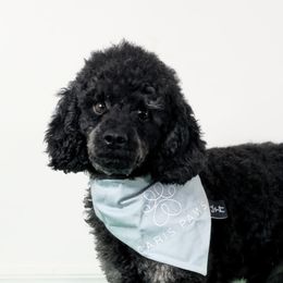 Bennie - Poodle