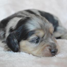 Dachshund Puppies from Dreamheart Dachshunds