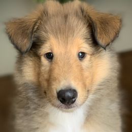 Collies from Red Shed Puppies