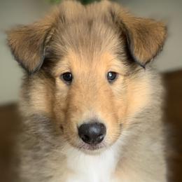 Collies from Red Shed Puppies