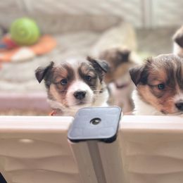 Collie and Companion Cross Puppies from Oasis Companion Canines