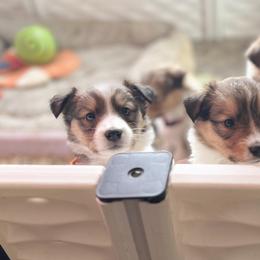 Collie and Companion Cross Puppies from Oasis Companion Canines