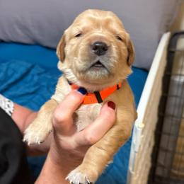Orange collar - Dark golden male Golden Retriever puppy in Indianapolis, Indiana from ZuGolden Retrievers & Doodles