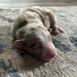 Girl 1 - Red merle female Australian Shepherd puppy in Broadview, Montana from Montana Aussies
