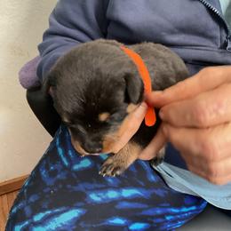 Girl 1 - Black and mahogany female Rottweiler puppy in Cartersville, Virginia from Vom Heldenhaft Rottweilers