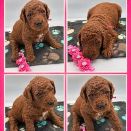 Cinnamon - Red  female Poodle puppy in Mount Vernon, Illinois from AMC Poodles