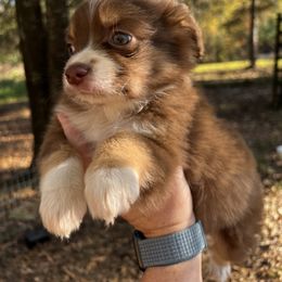 Miniature Australian Shepherd Puppies from 3J Farms Mini Aussies