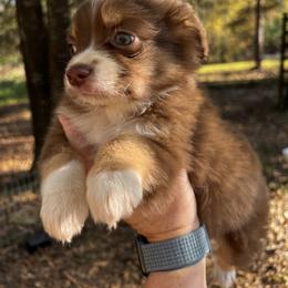 Miniature Australian Shepherd Puppies from 3J Farms Mini Aussies