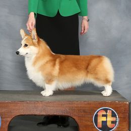 Surfer - Pembroke Welsh Corgi