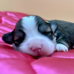 Faith - Fawn sable female Havanese puppy in Wappapello, Missouri from Titanium Havanese LLC
