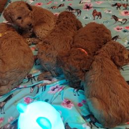 Poodle Puppies from Grace Colt Farms