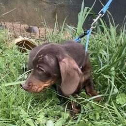 Holiday - Chocolate and tan male Dachshund puppy in Clinton, Tennessee from 4-LOVES Dachshunds