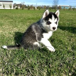 Peanut - Pomsky puppy from Pristine Pomskies