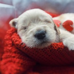 Golden Retriever Puppies from Great Lakes Golden Retreivers