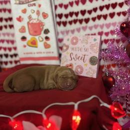 Kopi Luwak - Golden male Golden Retriever puppy in Sandy, Oregon from Treasured K-9s