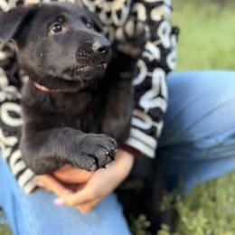 Girl 6 - female German Shepherd puppy in Spokane, Washington from Vom Haus Elbrus Kennel