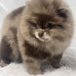Chanel - Chocolate merle female Pomeranian puppy in Brentwood, California from Royalpawpoms