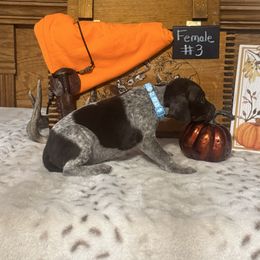 Female 3 - Liver roan female German Shorthaired Pointer puppy in Kathleen, Florida from Alex Yates GSP's