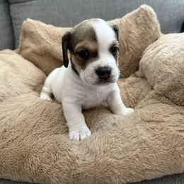 Boy 1 - Piebald male Dachshund puppy in Roseville, California from Burton's Mini Dachshunds