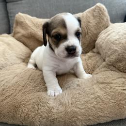 Boy 1 - Piebald male Dachshund puppy in Roseville, California from Burton's Mini Dachshunds