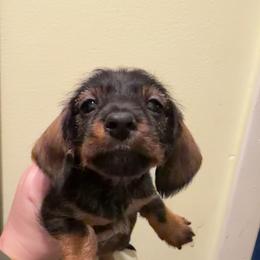 Layla - Wild boar female Dachshund puppy in Livingston, Kentucky from Illyria Dox & GSD
